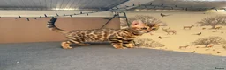 Bengal cats for sale: TICA 🔥 Pedigree health tested 🐾 Bengal Kittens  - Advert 1