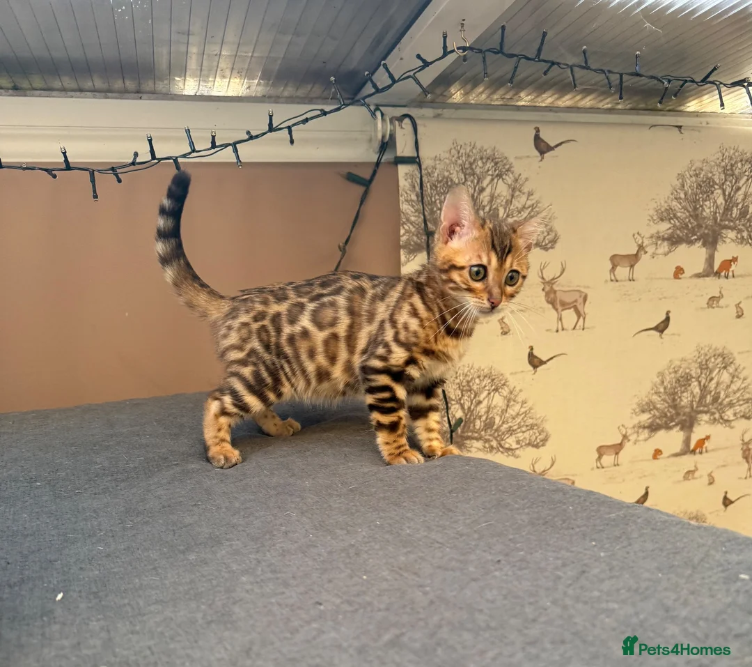 Bengal cats for sale: TICA 🔥 Pedigree health tested 🐾 Bengal Kittens  - Advert 1