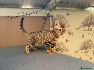 Bengal cats TICA 🔥 Pedigree health tested 🐾 Bengal Kittens - Advert 2