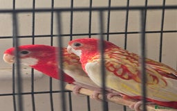 Parakeets birds for sale: Rubino rosellas  - Image 6