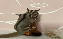 Sugar Glider rodents for sale: 2 Male Suger gliders  - Image 3