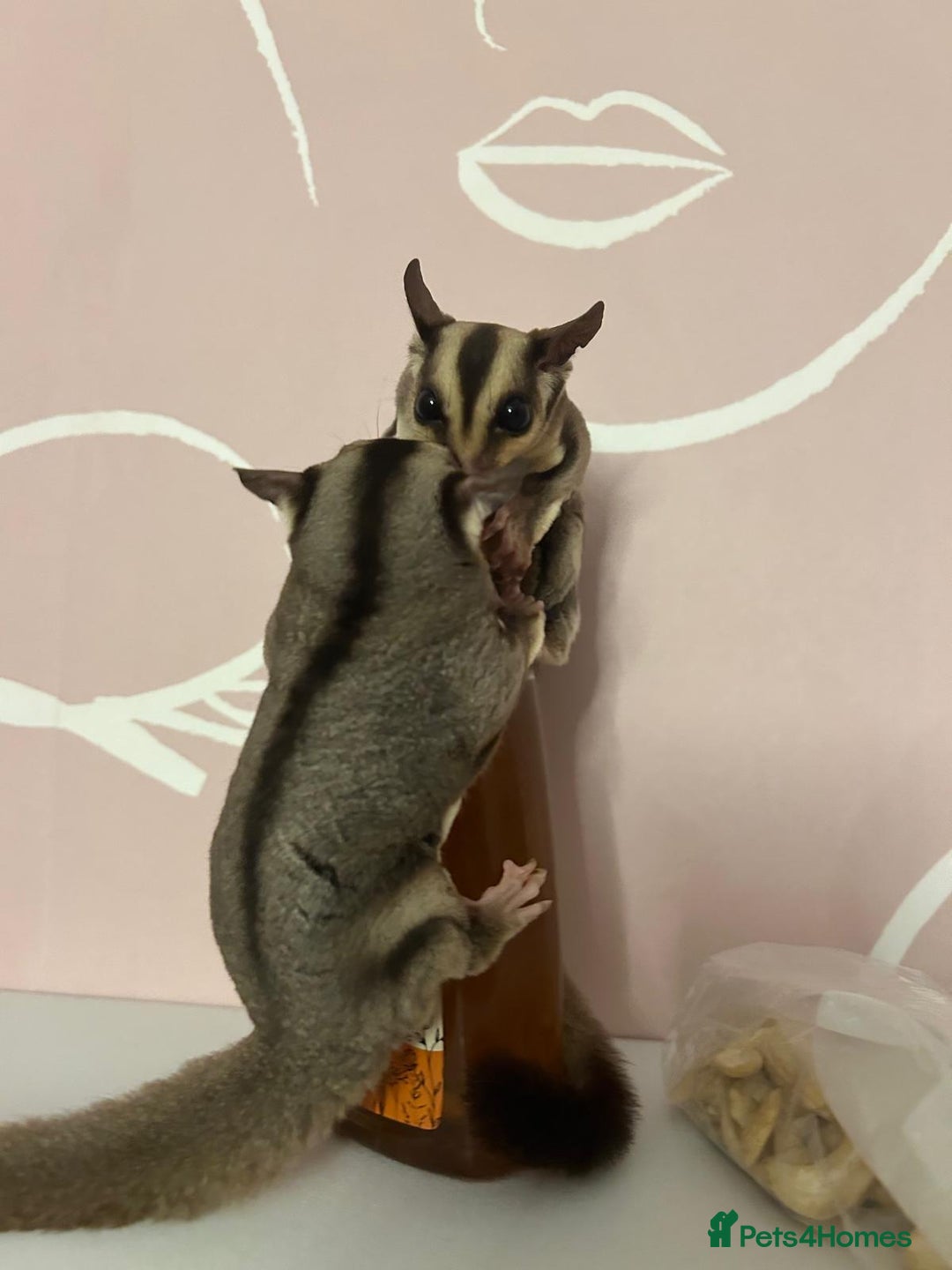 Sugar Glider rodents for sale: 2 Male Suger gliders  - Image 3