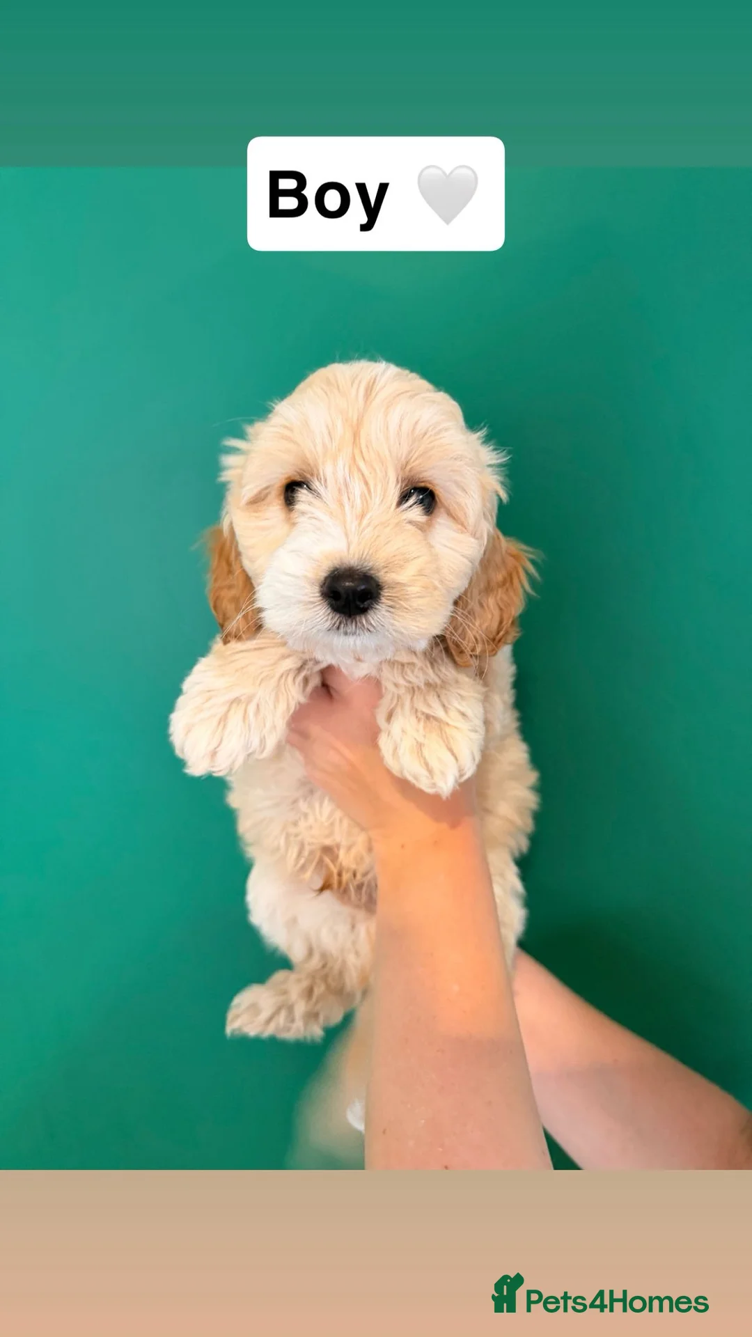 Cockapoo dogs for sale: 2 x Male Cockapoos  - Advert 2