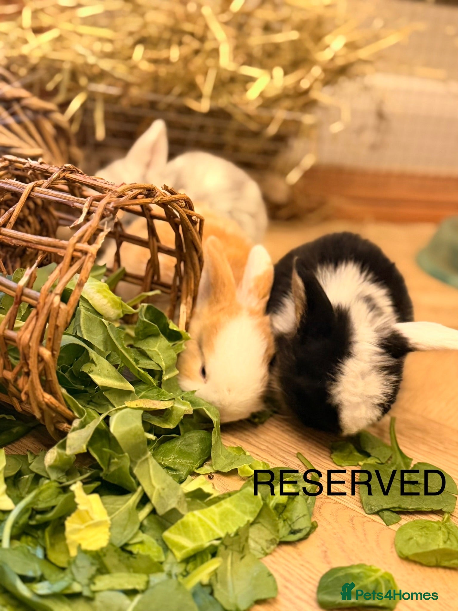 Dwarf Lop rabbits 2 BUCK dwarf lop bunnies REMAINING - Advert 2