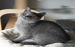 British Shorthair cats for sale: GCCF reg kittens looking for loving homes  - Image 12