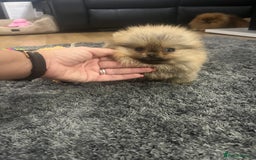 Pomeranian dogs for sale: 🔥Very Tiny(450gr)🧸Top Quality 💎 - Advert 1