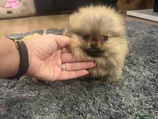 Pomeranian dogs for sale: 🔥Very Tiny(450gr)🧸Top Quality 💎 - Advert 1
