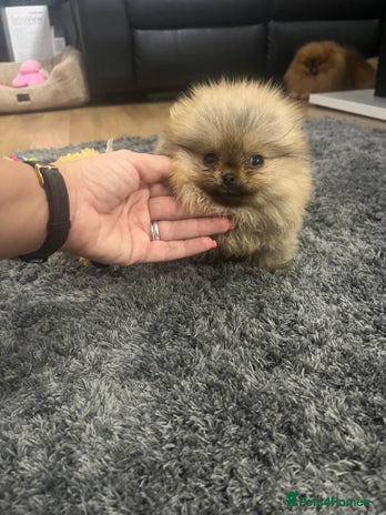 Pomeranian dogs 🔥Very Tiny(450gr)🧸Top Quality 💎 - Advert 4