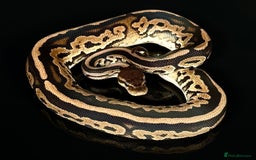 Python Snake reptiles for sale: Royal pythons/ball pythons  - Image 17