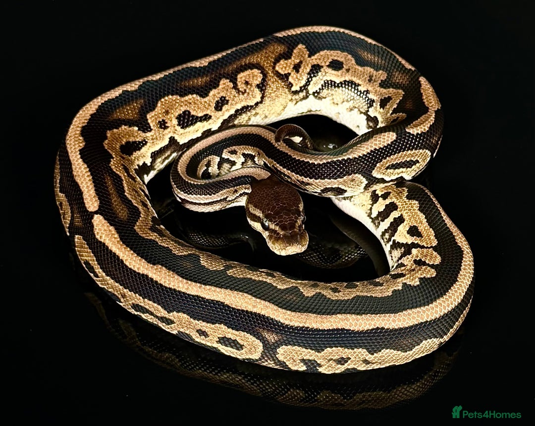 Python Snake reptiles for sale: Royal pythons/ball pythons  - Image 17