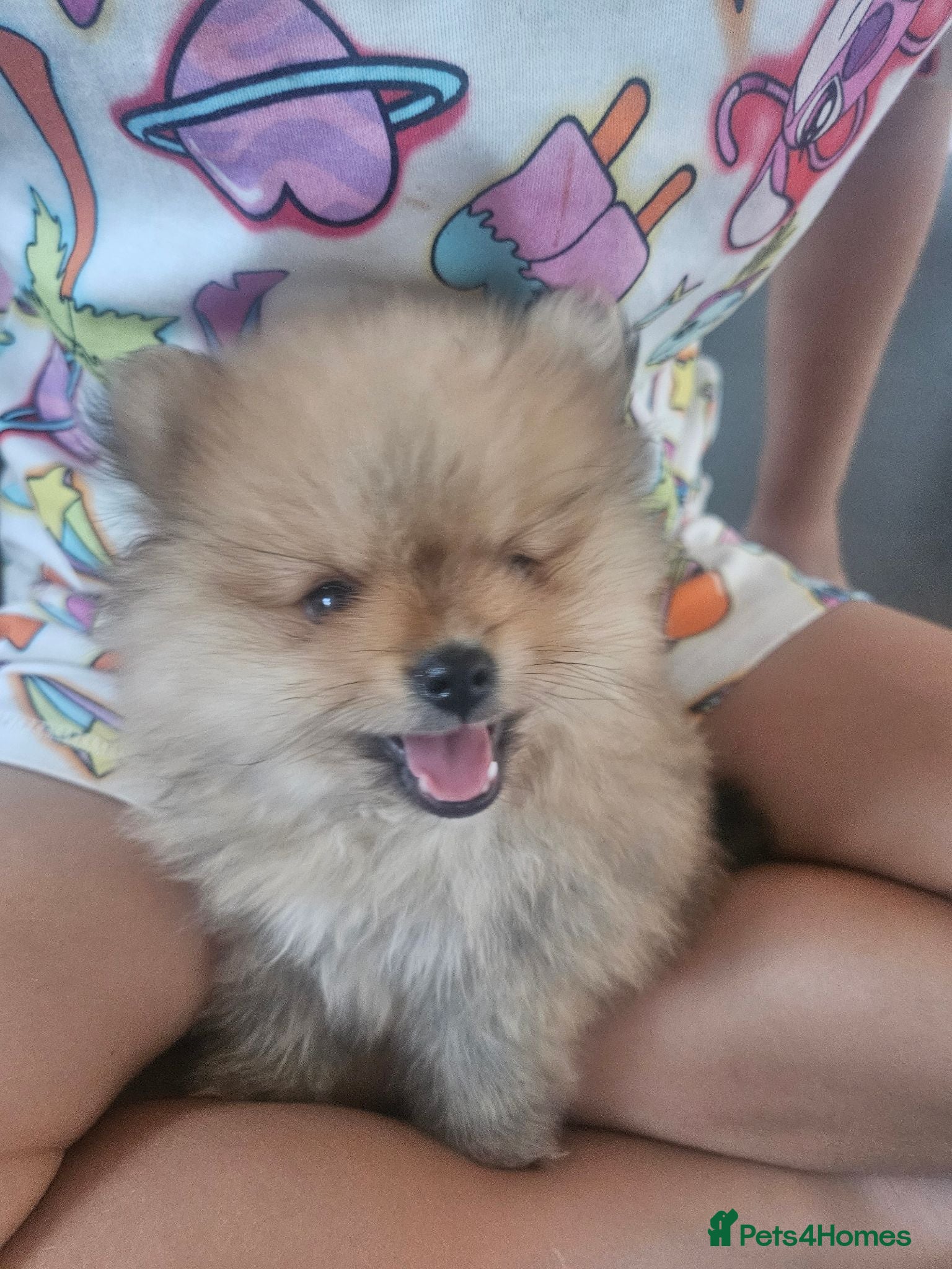 Pomeranian dogs True teddy face pom - Advert 5