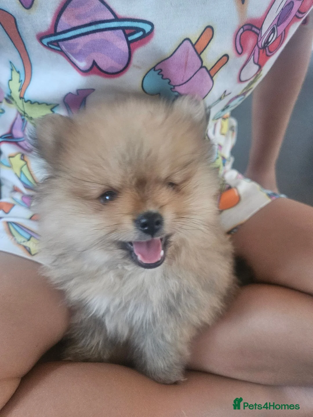 Pomeranian dogs for sale: True teddy face pom in Ashford - Advert 1