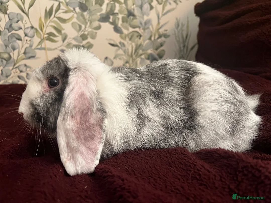 Mixed Breed rabbits for sale: MINI LION LOP X LION LOP RABBIT FOR SALE + CAGE  in Colchester - Advert 2