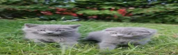 British Shorthair cats for sale: BEAUTIFUL Scottish Fold British Shorthair kitten in Leeds - Advert 13