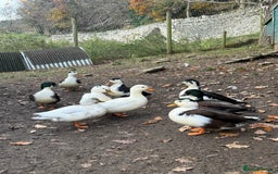 Ducks poultry for sale: Call ducks - Image 1