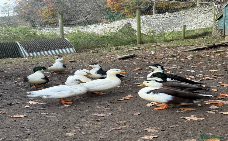 Ducks poultry - Advert 1