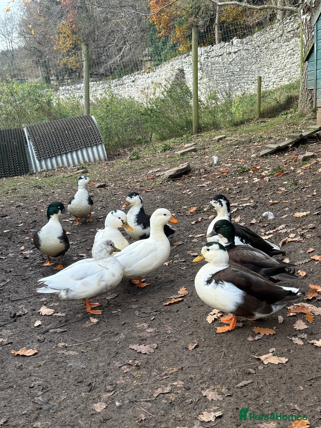 Ducks poultry for sale: Call ducks - Image 1