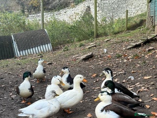 Ducks poultry for sale - Advert 1