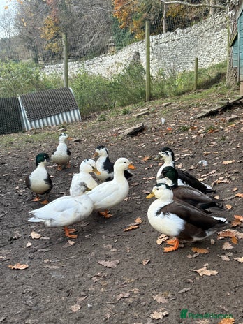 Ducks poultry - Advert 1