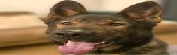 German Shepherd dogs for sale: Stunning female Czech line German Shepherd Female  - Advert 6