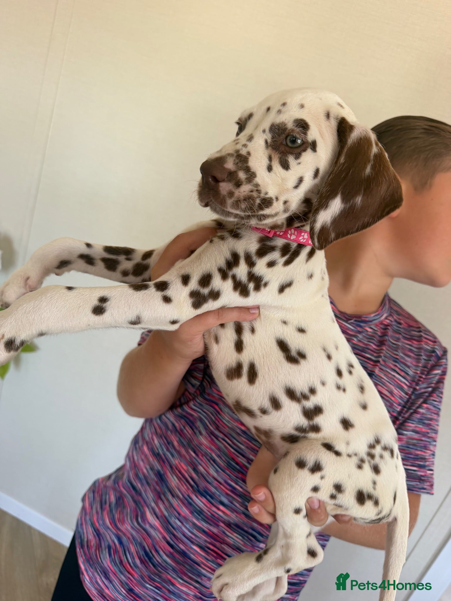 Dalmatian dogs 🏆LIVER SPOTTED FEMALE Dalmatian 🏆🐾 - Advert 1