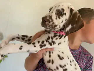 Dalmatian dogs 🏆LIVER SPOTTED FEMALE Dalmatian 🏆🐾 - Advert 1