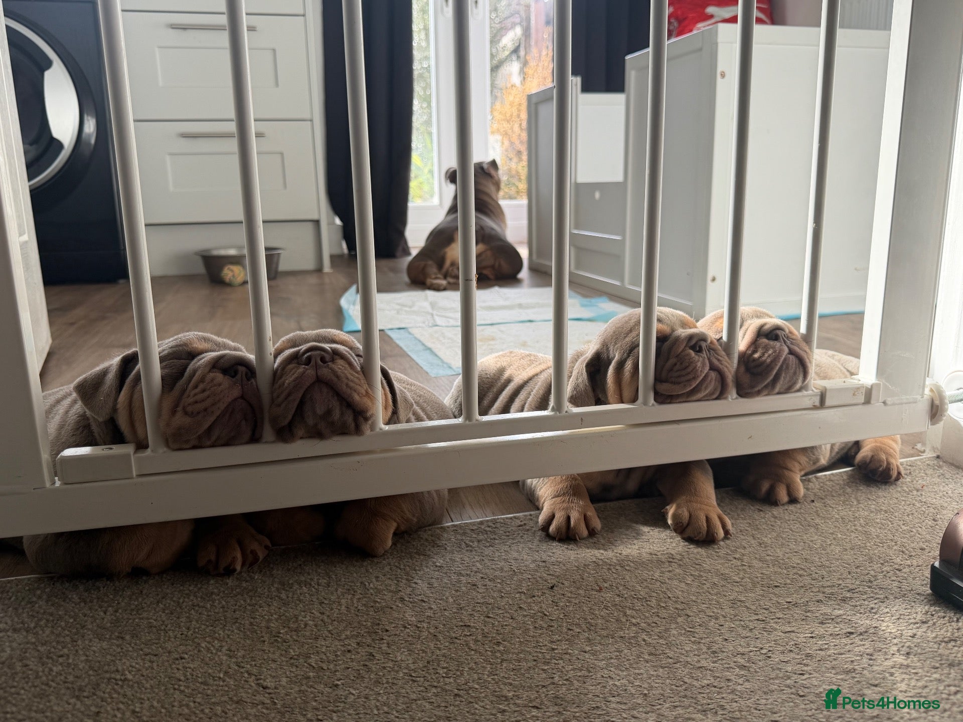 English Bulldog dogs for sale: 💜🐾 LILAC TRI ENGLISH BULLDOG PUPPIES 🐾💜 - Advert 2