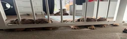 English Bulldog dogs for sale: 💜🐾 LILAC TRI ENGLISH BULLDOG PUPPIES 🐾💜 - Advert 2