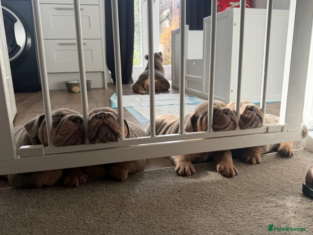 English Bulldog dogs for sale: 💜🐾 LILAC TRI ENGLISH BULLDOG PUPPIES 🐾💜 - Advert 2