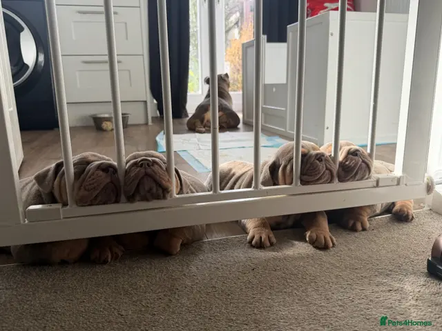 English Bulldog dogs for sale: 💜🐾 LILAC TRI ENGLISH BULLDOG PUPPIES 🐾💜 - Advert 2