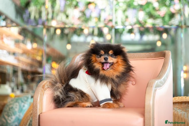 Pomeranian dogs PERFECT STUD BOY BLUE AND TAN  - Advert 1