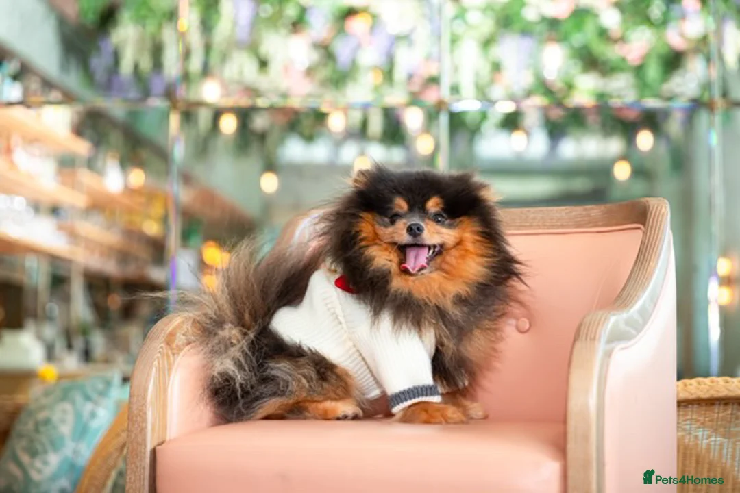 Pomeranian dogs for sale: PERFECT STUD BOY BLUE AND TAN  - Advert 1