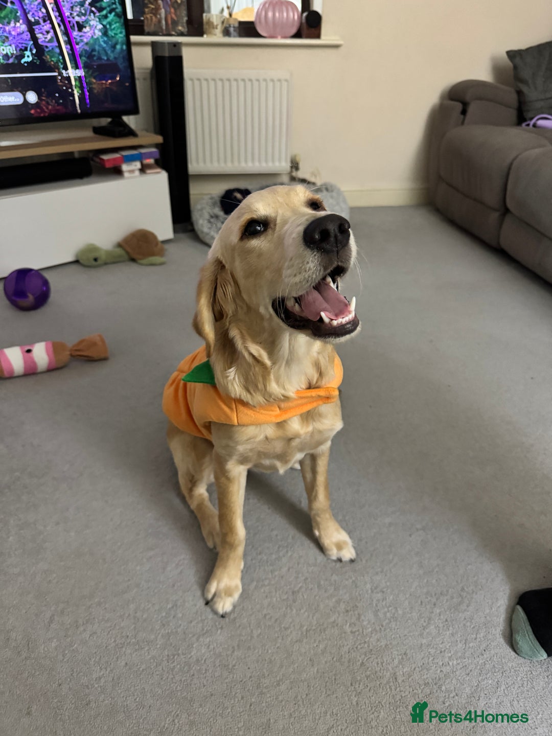 Golden Retriever dogs for sale: 7 month old female golden retriever - Advert 5