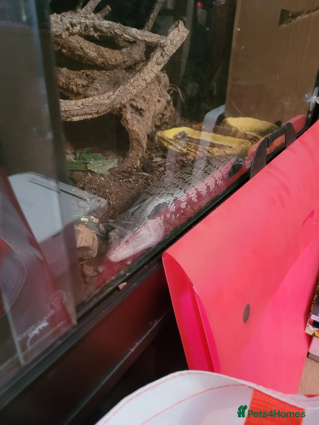 Skink reptiles for sale: Blue tongue skink  in Newcastle - Advert 2
