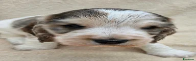 Cocker Spaniel 1