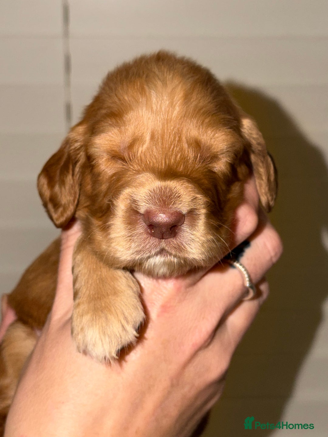 Sprocker dogs for sale: Sprocker pups  - Advert 3