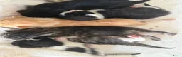 Domestic Shorthair cats for sale: 6 kittens  - Advert 14