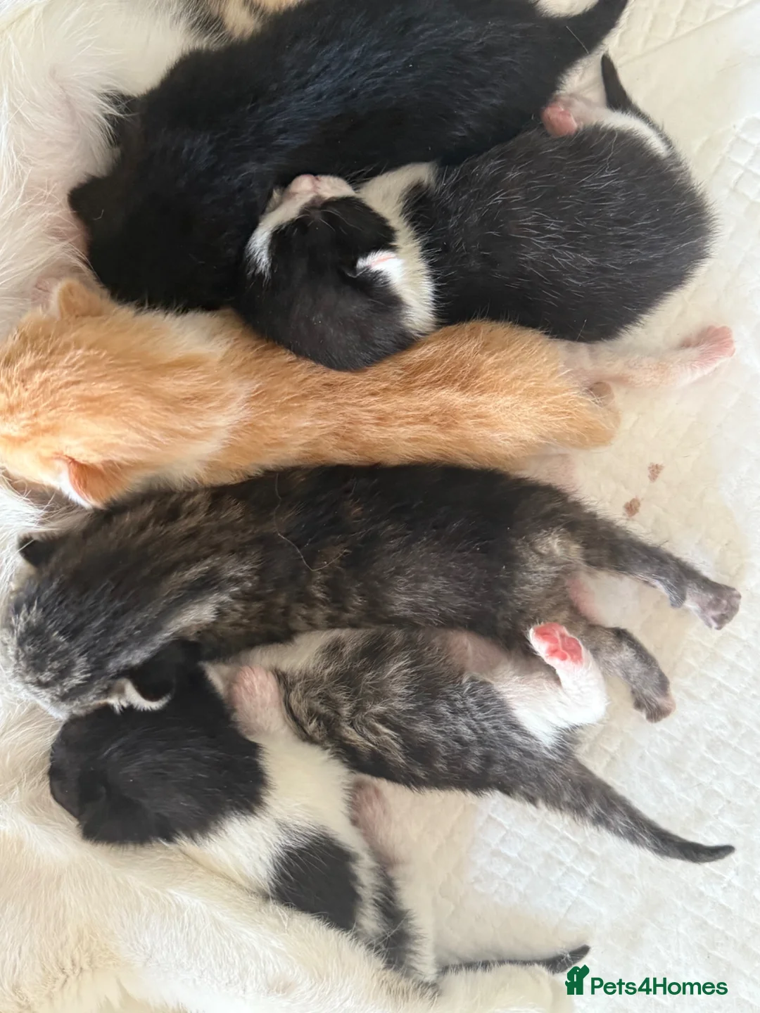 Domestic Shorthair cats for sale: 6 kittens  - Advert 14