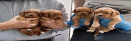 Cavapoo dogs for sale: Adorable Cavapoo Puppies for Sale - Advert 3