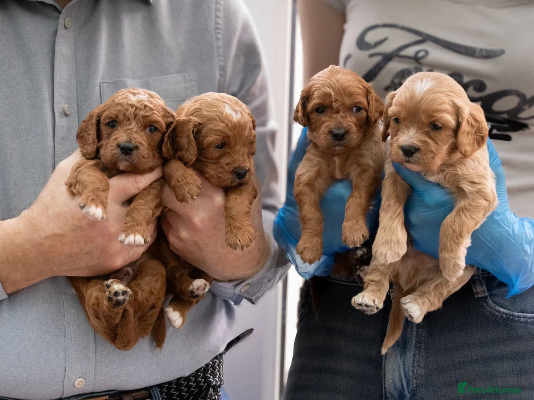 Cavapoo dogs for sale: Adorable Cavapoo Puppies for Sale - Advert 3