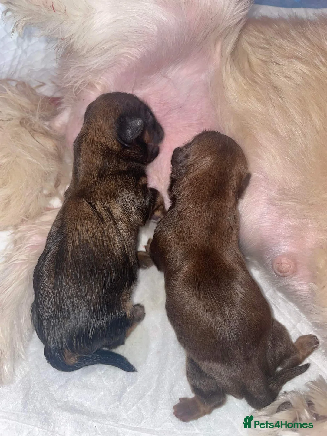 Shih Tzu dogs for stud: Stunning shihtzu stud in Wrexham - Advert 6