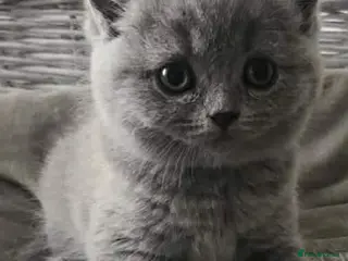 British Shorthair cats Beautiful British shorthair kitten - Advert 2
