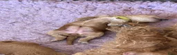 Labradoodle dogs for sale: Multigen labradoodle puppies - Advert 3