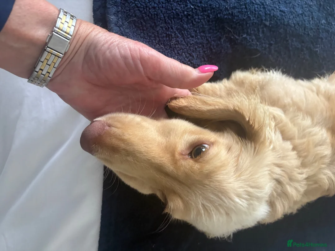 Miniature Dachshund dogs for sale: Cream long haired boy miniature dachshund  - Advert 5