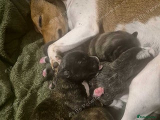 Mixed Breed dogs Stunning Westie X Jack Russell Puppies - Advert 1