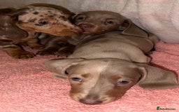 Dachshund dogs for sale: Dachshund puppies F1 - Image 4