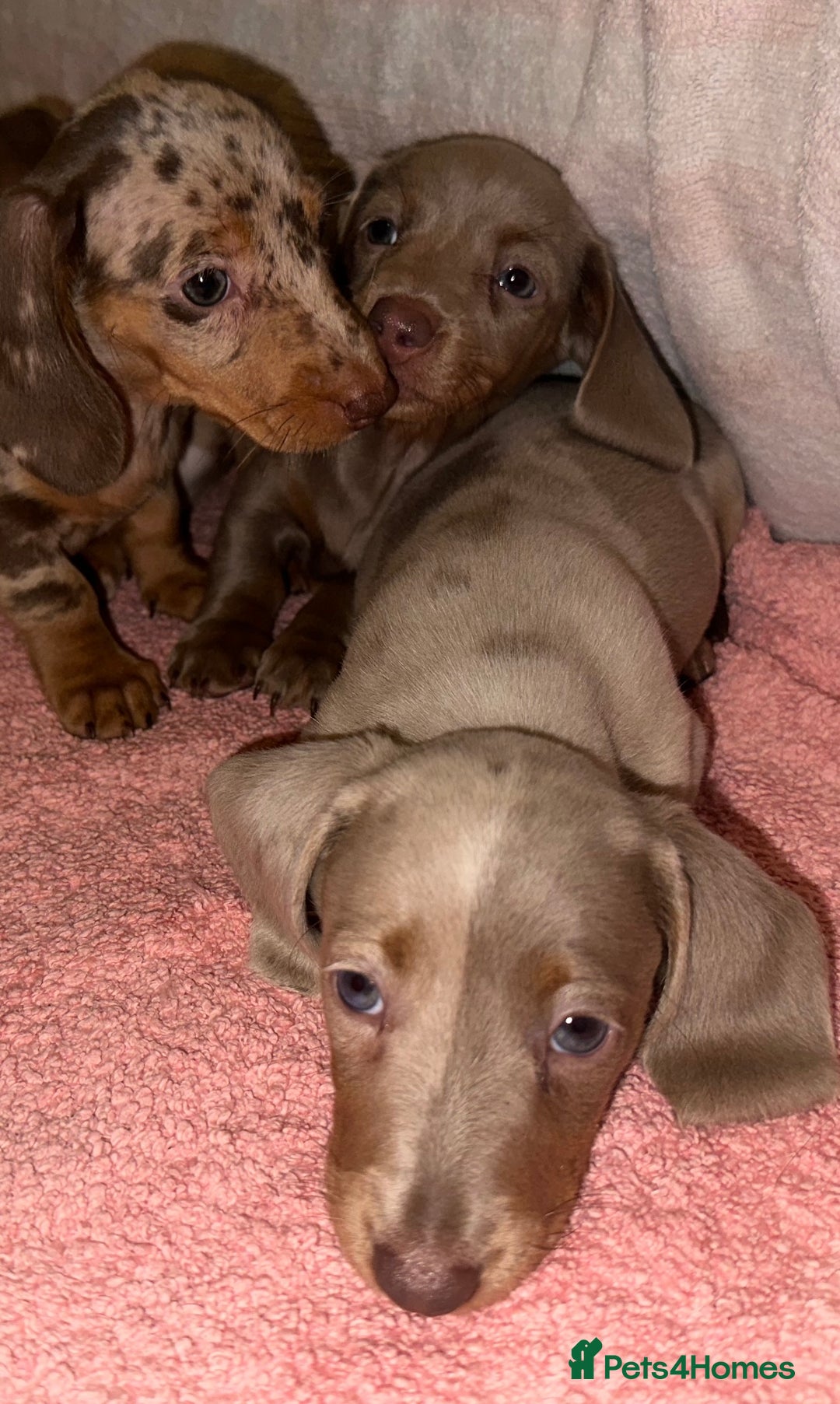 Dachshund dogs for sale: Dachshund puppies F1 - Image 4