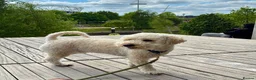 Poochon dogs for sale: Lovable Poodle Bichon (Poochon) - Advert 4