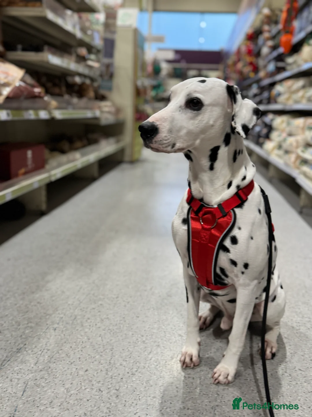 Dalmatian dogs for stud: PROVEN Black spot KC registered Dalmatian for STUD in Romford - Advert 3