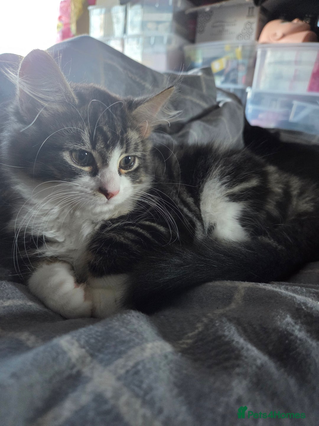 Mixed Breed cats for sale: Fluffy kitten for forever home - Advert 7